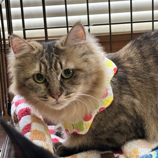 長毛美猫 仮名 月さん