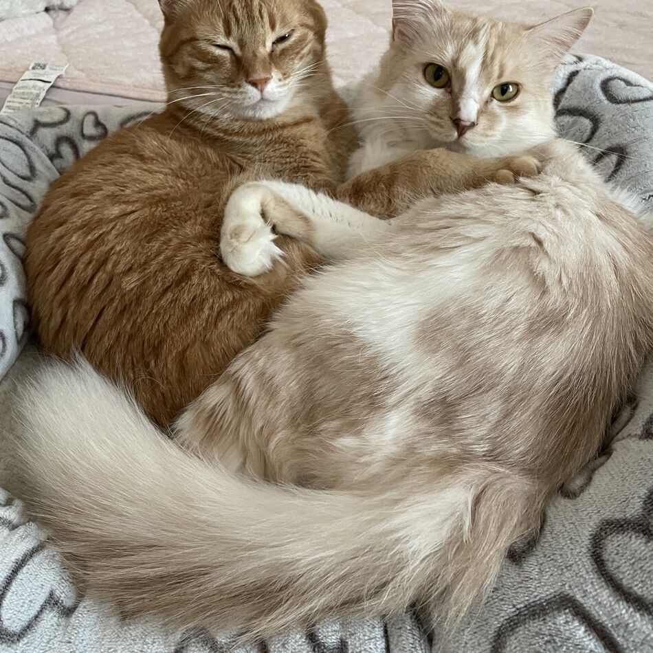 てんのカバー写真
