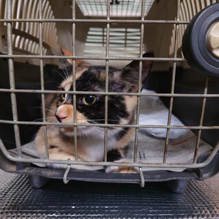 元々飼われたのに捨てられたような様子です