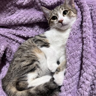 おもちゃ大好き！クレマちゃん