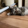 前脚がほんの少し白いキジトラ仔猫やっくん サムネイル2