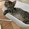 前脚がほんの少し白いキジトラ仔猫やっくん サムネイル4