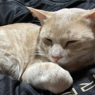 茶トラの雄（トライアル決定）