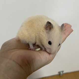 【募集停止・検討中】キンクマの男の子