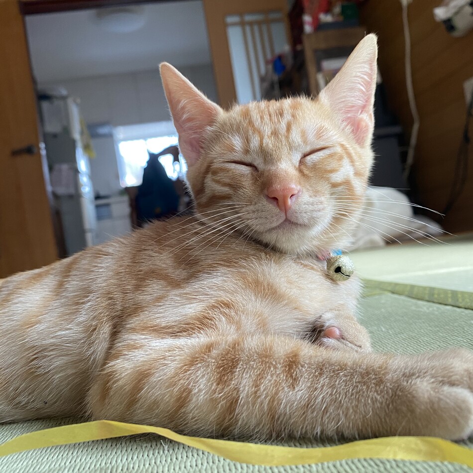 つくしのカバー写真