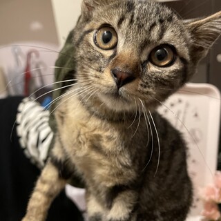 大人しい性格のがんもくん♬