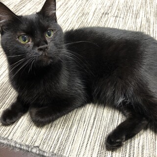 ナデナデ大好き！黒猫のあんこちゃん★