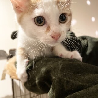 タレ目の茶白つくねくん♪♪