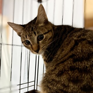 可愛いキジトラくん