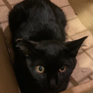 食欲旺盛元気な黒猫わかめくん♬(現在真菌治療中)