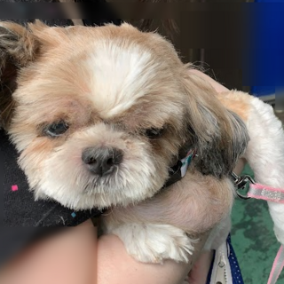 人懐こいシーズーのももちゃん