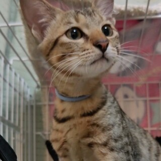 甘えん坊の人間大好きキジトラ男子★チャイ