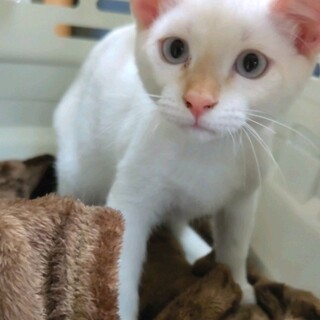 白猫ミックス系⭐︎アクアブルーアイ男子ぼん