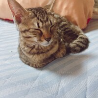 よしこ