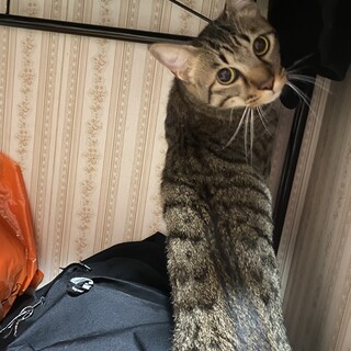 キジトラ オス 1歳