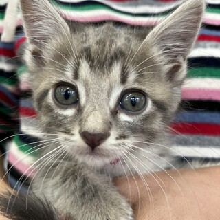 私を家族にして下さい。