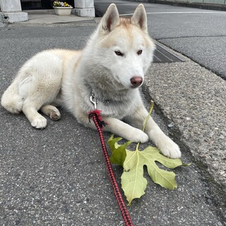 シベリアンハスキー（トライアル決定）