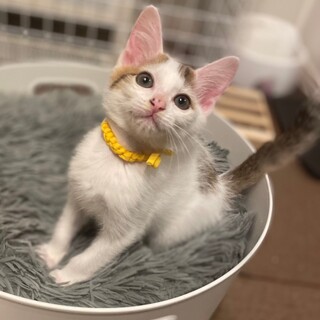 懐っこい性格で、甘え上手⭐︎きじ白男子葉