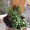 おだわん