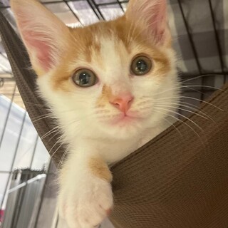 甘えん坊で隣にぴったんこ⭐︎茶白男子レン