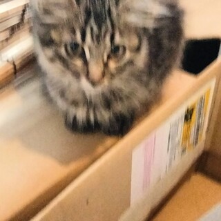 サイベリアンブラウンタビー風の中長毛♂2か月