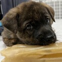 ミックス子犬の男の子 あーたん