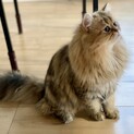 ペルシャ猫のオス　8ヶ月　優しい性格の子です