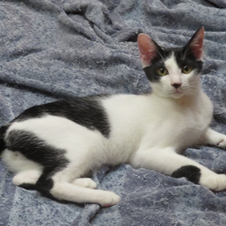 文豪兄弟！由紀夫くん、医療しつけ済