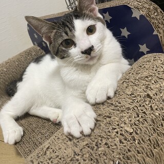 甘えたな女王様 さかもっちゃん