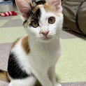 人も猫もだいすきなイコちゃん