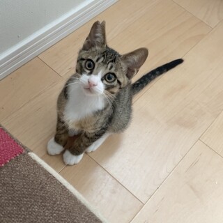 元気印♡オレきなこ