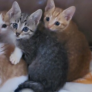 可愛いキジトラの子