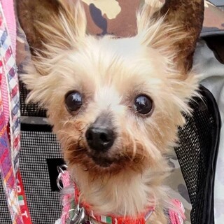 ヨーキー♀あき