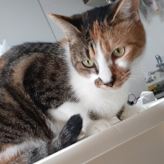 人が大好き。すりすり三毛猫