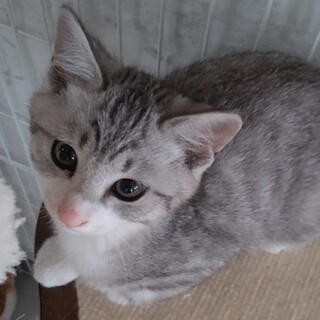 サバシロ・キジシロ・真っ白２匹の仲良し４兄妹