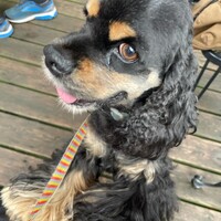 ステラ
