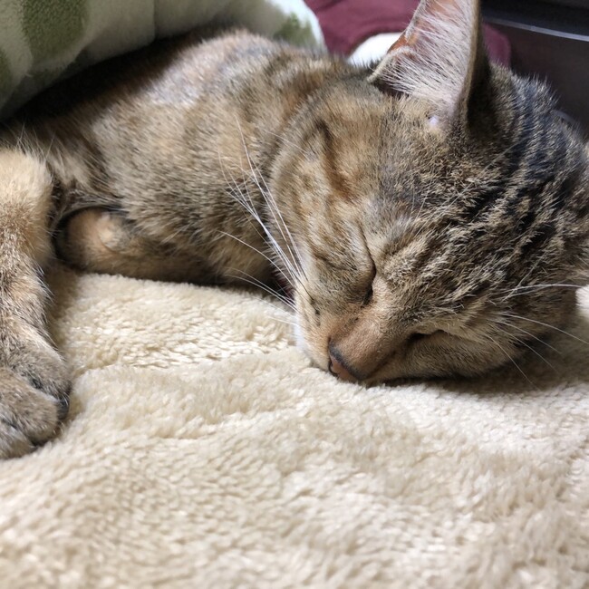 サラ♪のカバー写真