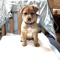 生後約2ヶ月の子犬里親緊急募集