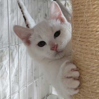 真っ白子猫とキジシロ・サバシロ・ビビリな白猫４兄妹