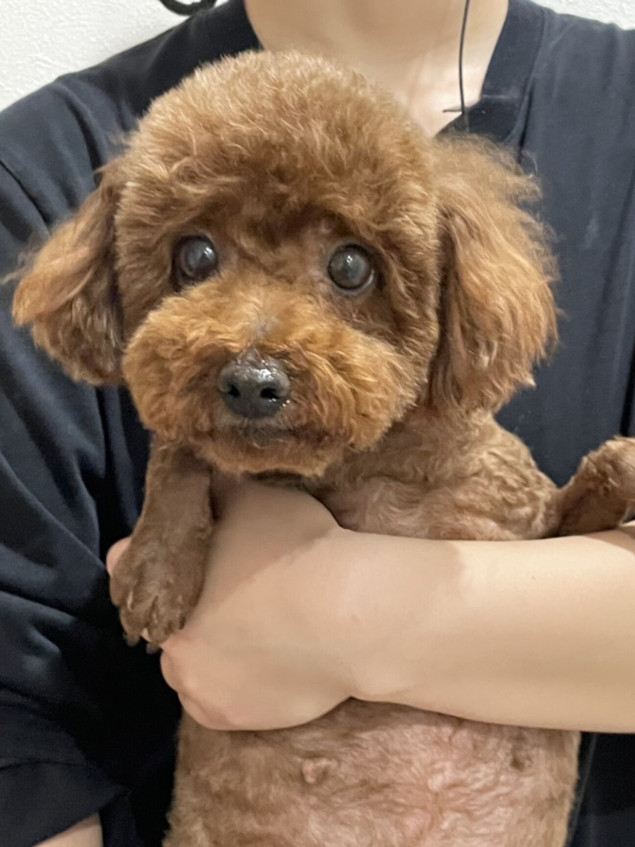 トイプードル♀（7歳） 」栃木県 - 犬の里親募集(434939) :: ペット