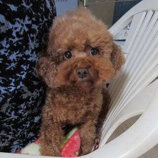 穏やかな性格の可愛らしいお顔の女の子