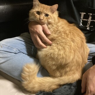 膝が大好き　ふわふわの長毛　チャチャ丸君