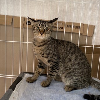 知り合いが保護してお世話してます。