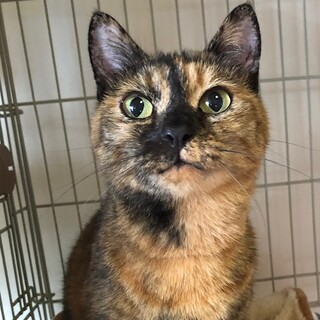 人懐こくて可愛い　ビューティちゃん