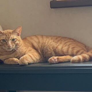 チャッピー　茶トラの男の子☆