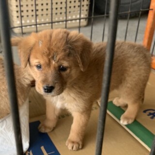 生後約2ヶ月の子犬里親緊急募集