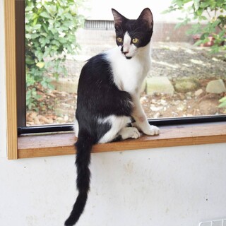 三匹一緒に保護されたうちの黒一点、シンジくん