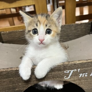 人馴れ抜群！チビ三毛ちゃん