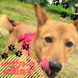 ピースワンコ生駒ミニ譲渡会