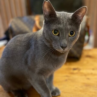 超美猫！　馴れなれの　レオくんです